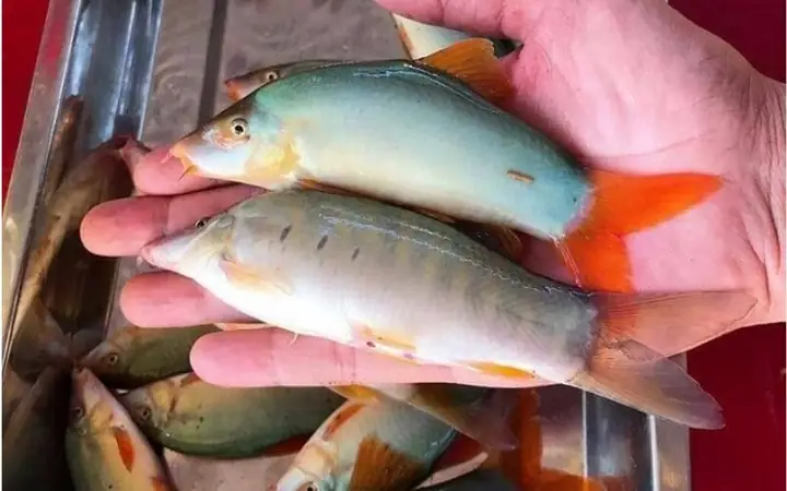 1Cá heo nước ngọt là cá gì?