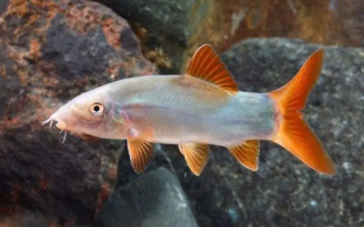 1Cá heo nước ngọt là cá gì?