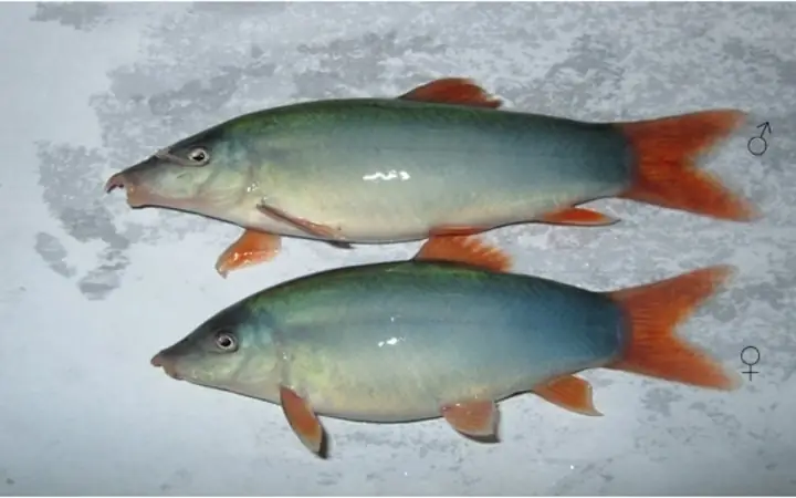 1Cá heo nước ngọt là cá gì?