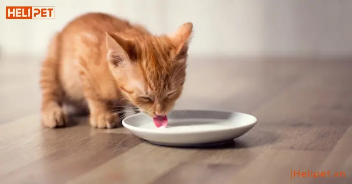 2.1 Thức ăn tự nấu 2.1 Thức ăn tự nấu