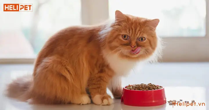 3. Nên chọn thức ăn ướt hay thức ăn khô cho mèo con 2 tháng tuổi? 3. Nên chọn thức ăn ướt hay thức ăn khô cho mèo con 2 tháng tuổi?