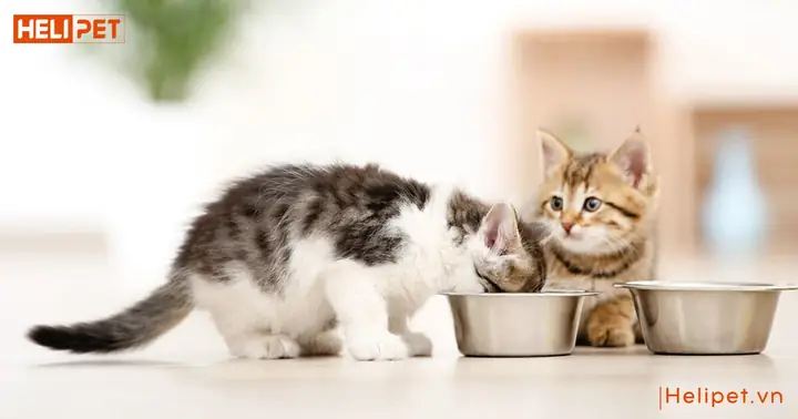 1. Mèo con 2 tháng tuổi đã ăn được chưa?