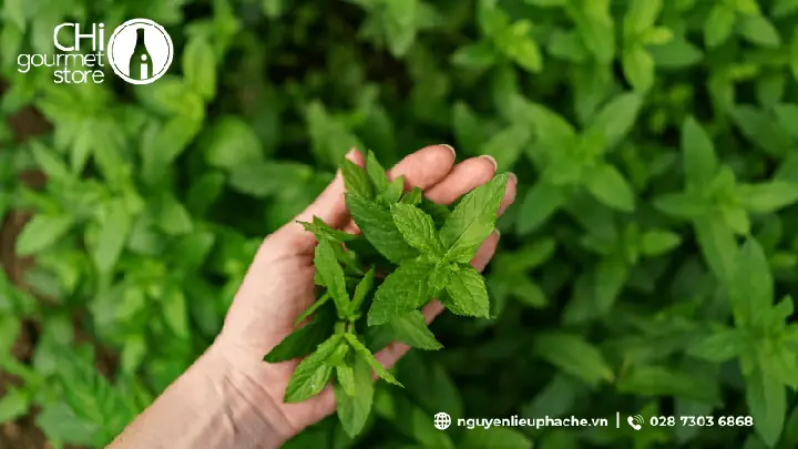 TẤT TẦN TẬT VỀ ĐƯỜNG CỎ NGỌT STEVIA