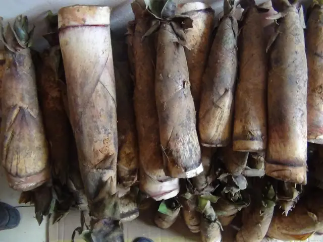 1. Măng tươi có thật sự độc như lời đồn thổi hay không?