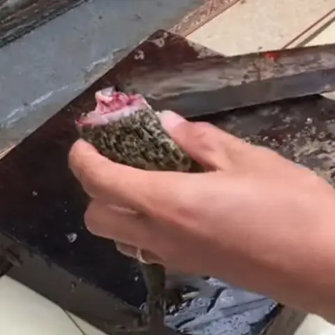 Sơ chế và ướp thịt ếch