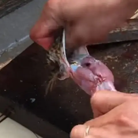 Sơ chế và ướp thịt ếch Sơ chế và ướp thịt ếch