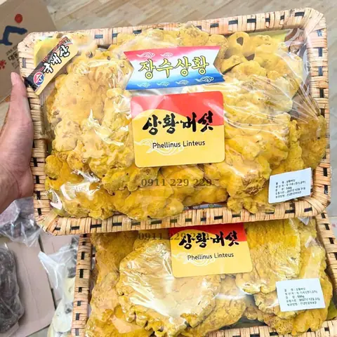 sản phẩm nấm thượng hoàng tại cửa hàng hoàng gia sản phẩm nấm thượng hoàng tại cửa hàng hoàng gia