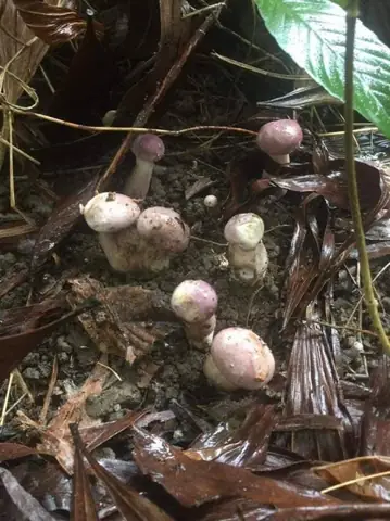 cách nấu nấm tràm xào rau muống