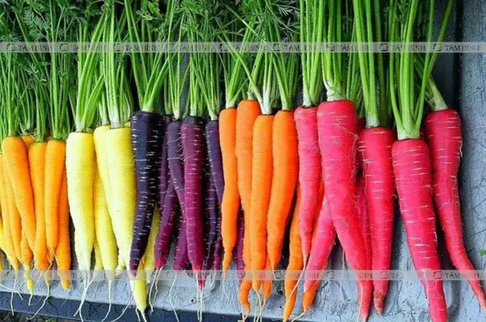 1. Vì sao cà rốt có khả năng chữa bệnh 1. Vì sao cà rốt có khả năng chữa bệnh