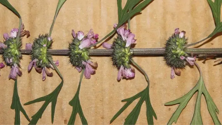 2Liều dùng ích mẫu