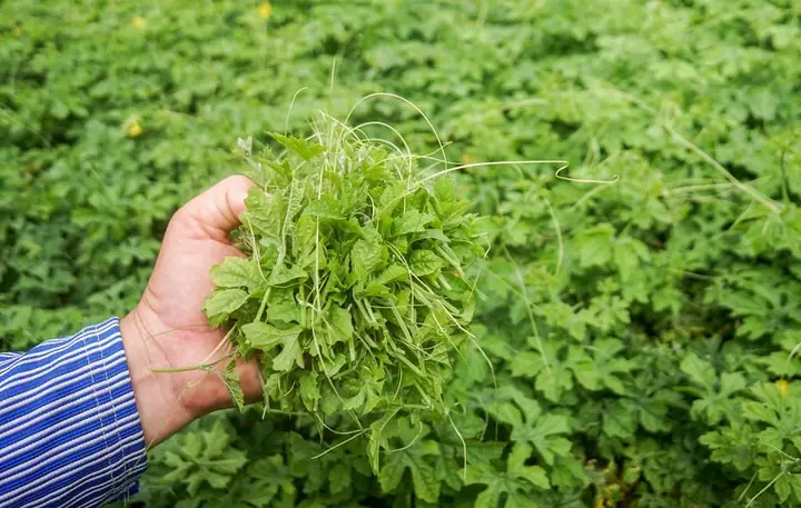 1. Lợi ích tuyệt vời khi tắm lá khổ qua rừng