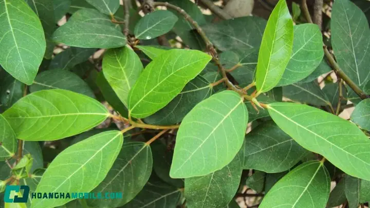 Cây sung là cây gì? Cây sung là cây gì?