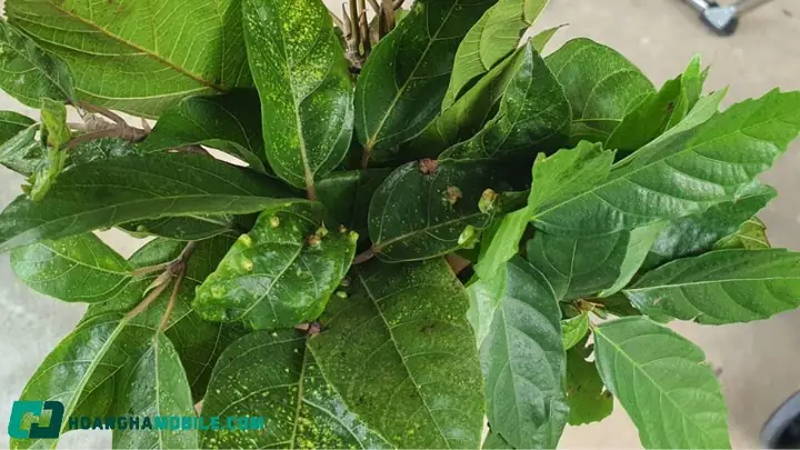 Hỗ trợ kiểm soát cân nặng Hỗ trợ kiểm soát cân nặng