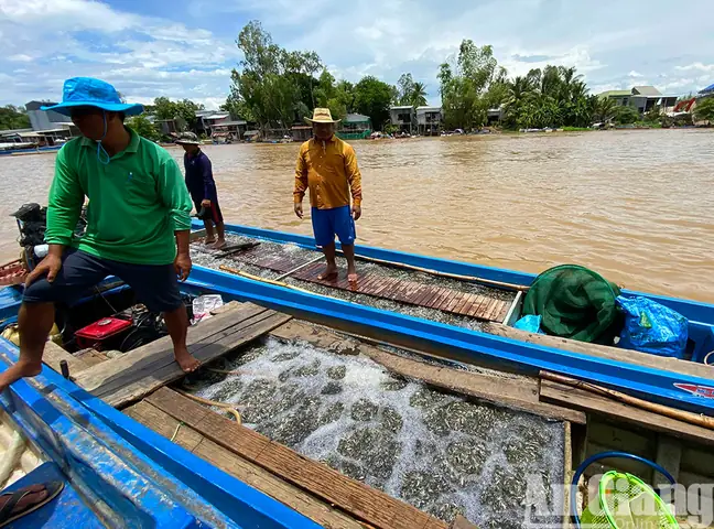 Mùa ủ nước mắm cá linh