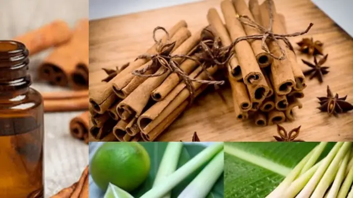 1. Cách làm nước lau sàn đuổi muỗi từ chanh, sả, quế