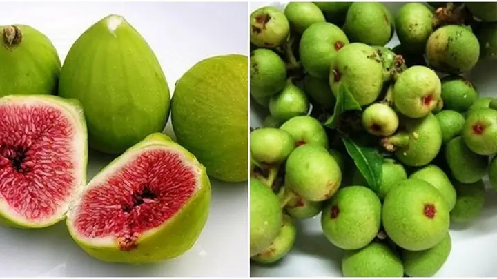 1Công dụng của quả sung trong điều trị bệnh trĩ