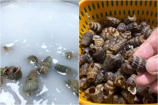 Sơ chế ốc và các nguyên liệu khác