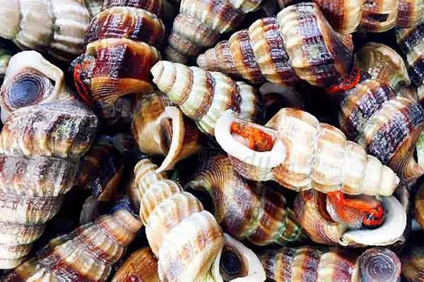 Mẹo chọn ốc len tươi ngon