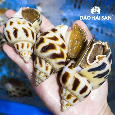 Nức mũi với công thức ốc hương xào sả ớt được chị em truyền tai nhau Nức mũi với công thức ốc hương xào sả ớt được chị em truyền tai nhau