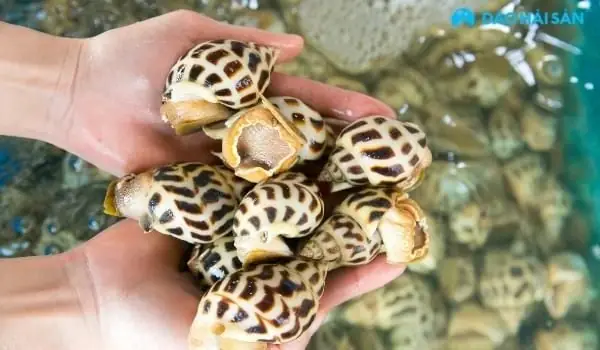 Nguyên liệu cho món ốc hương cháy tỏi