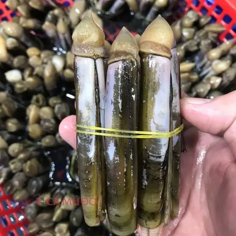 Lựa chọn ốc móng tay như nào cho tươi ngon?