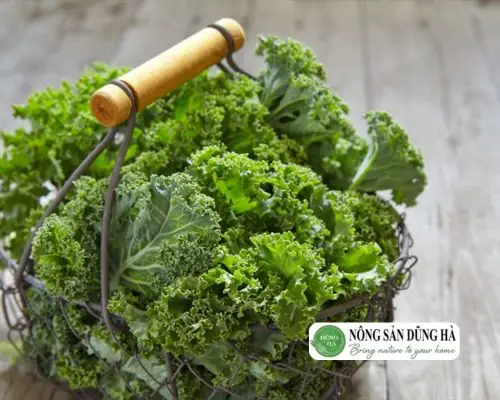 Cách chế biến cải Kale đơn giản, ai ăn cũng mê