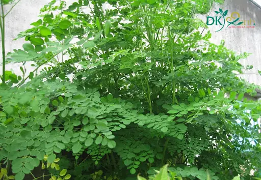 1. Đôi nét về cây thảo dược chùm ngây 1. Đôi nét về cây thảo dược chùm ngây