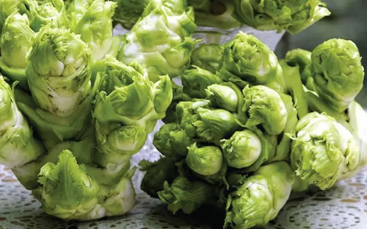 1Rau mầm đá là gì?