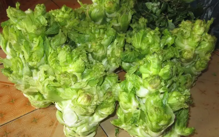 3Cách chọn mua rau mầm đá ngon