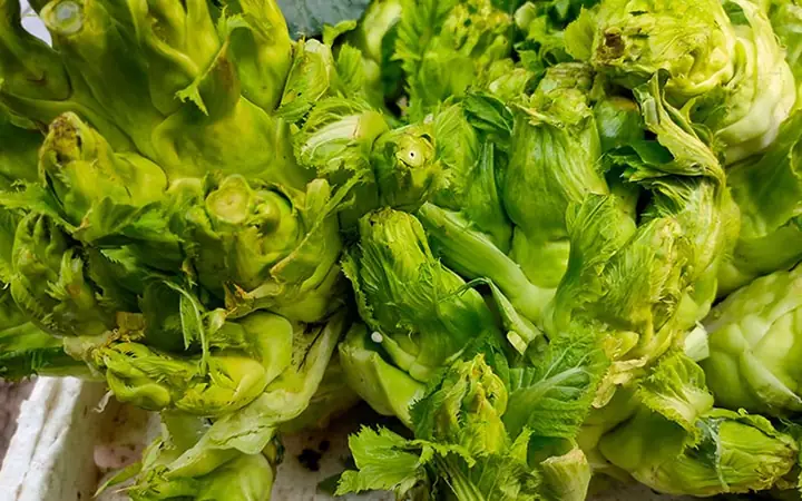 2Đặc điểm của rau mầm đá