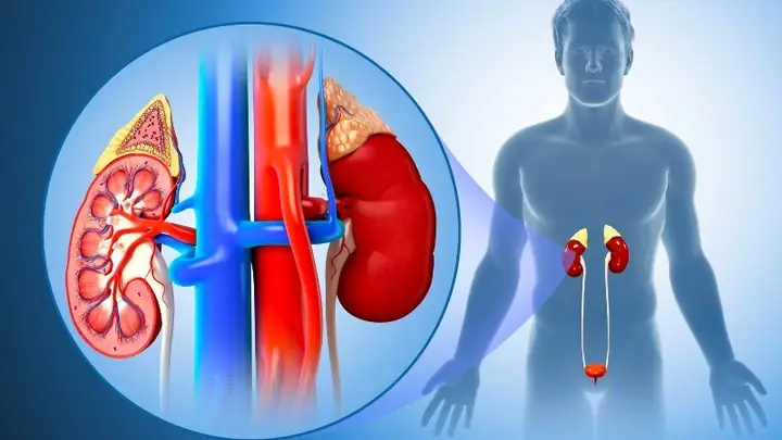 1Lợi tiểu và hỗ trợ điều trị bệnh thận