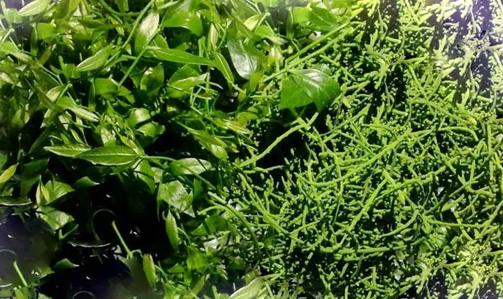 cách nấu rau ngót rừng