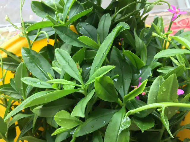 “Mát trời ông địa” tô canh tập tàng rau sâm đất ngày oi bức