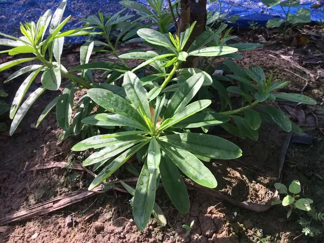 “Mát trời ông địa” tô canh tập tàng rau sâm đất ngày oi bức