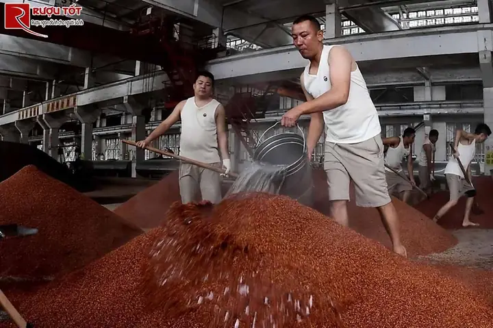 Rượu Mao Đài làm từ gì?