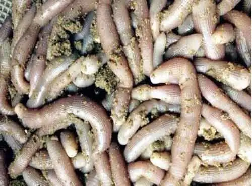 Cách chế biến sá sùng khô? Sá sùng khô chế biến món gì