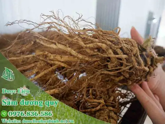 Sâm đương quy có tác dụng gì? Sâm đương quy có tác dụng gì?