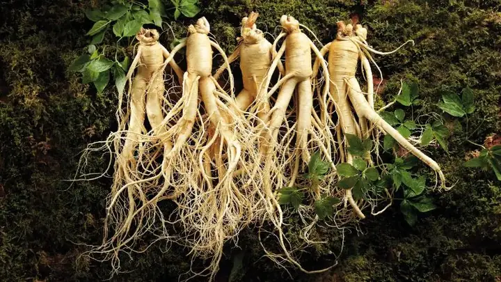 Lưu ý quan trọng khi nấu gà hầm sâm