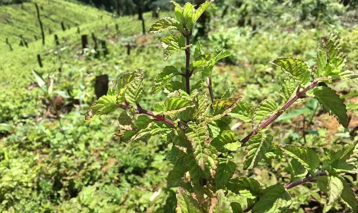 Sương sáo làm từ gì?