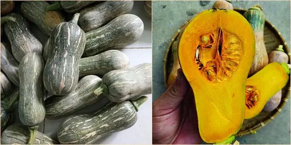 Hướng dẫn chọn mua bí đỏ ngon