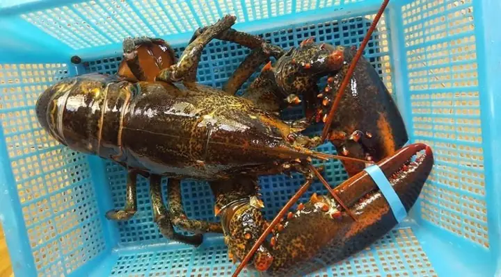 2.1. Cách chọn mua tôm hùm ngon để làm món súp tôm hùm