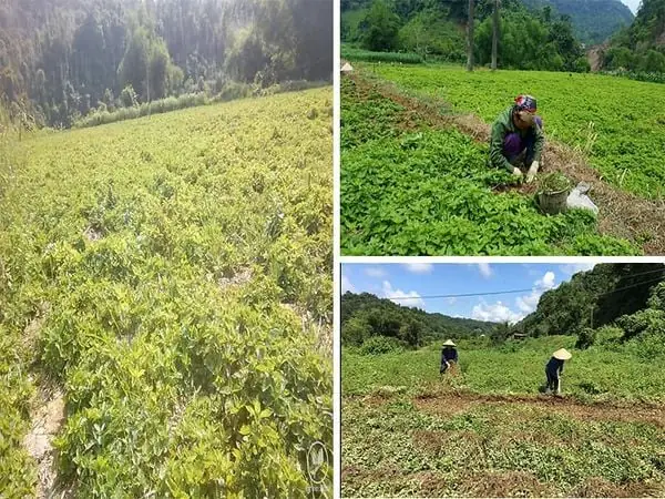 Đặc điểm của cây sương sáo