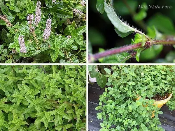 Đặc điểm của cây sương sáo