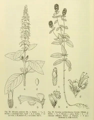 Ứng dụng của sương sáo trên thế giới