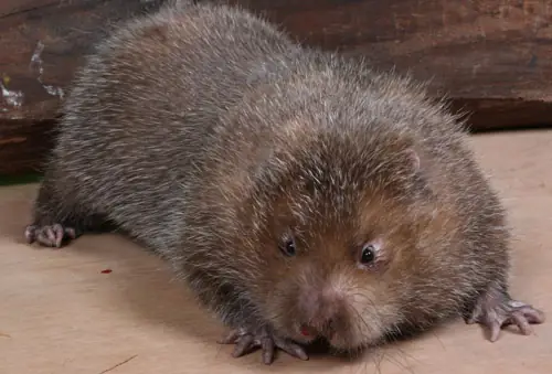 Thịt dúi chế biến những món gì ngon ?