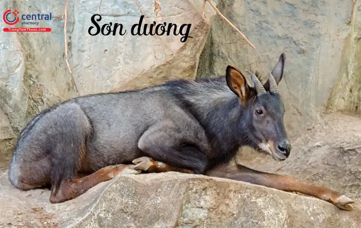 Sơn Dương (Dê Núi - Capricornis sumatraensis)