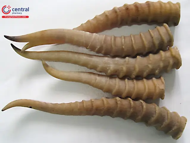 Dược liệu Linh dương giao