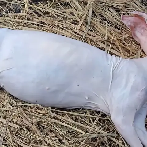 Sơ chế thịt thỏ