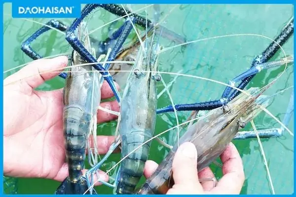 Giới thiệu về tôm càng xanh