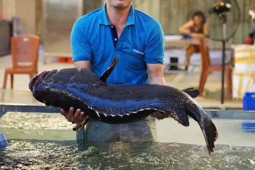 Lòng cá mú nghệ - món ăn dân dã được săn đón ở thành thị